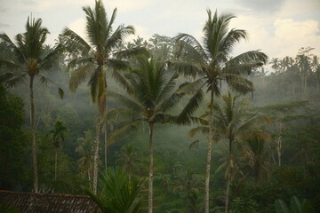 A misty morning in a tropical rainforest with tall coconut palm trees