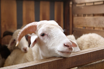 Curious Ram Peeking from Wooden Pen