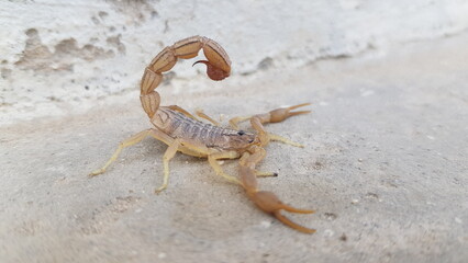 Scorpion with Curved Stinger Tail on Pale Ground