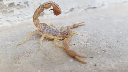 Scorpion with Curved Stinger Tail on Pale Ground
