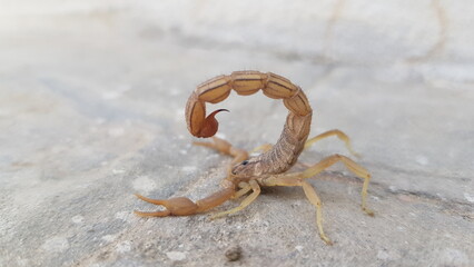 Golden Brown Scorpion Poised with Arched Tail and Stinger on Textured Surface