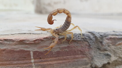 Scorpion Climbing Brick Ledge with Arched Tail