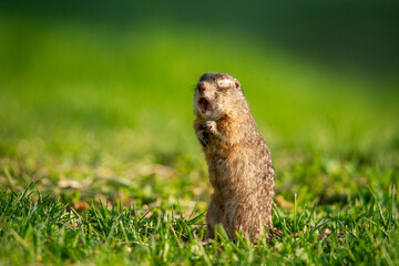 The speckled gopher crawled out of his hole in the morning and yawned, waking up