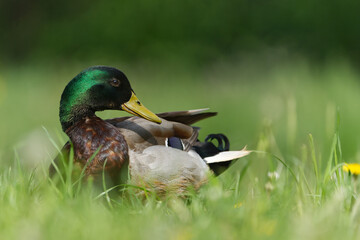kaczor na trawie © Klaudia