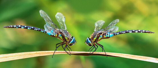 Migrant hawker dragonfly Aeshna mixta two dragonflies