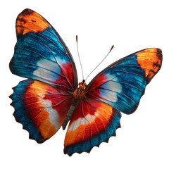 A butterfly with blue, orange and white wings