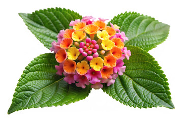 lantana flower image isolated on transparent