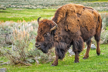 A bison sticking out its tongue.