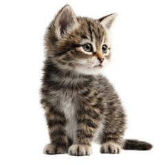 Obraz premium A small kitten is sitting on a white background
