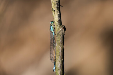 Blue-tailed damselfly or common bluetail (Ischnura elegans)