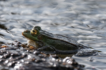 Edible frog (Pelophylax esculentus) in a lake.