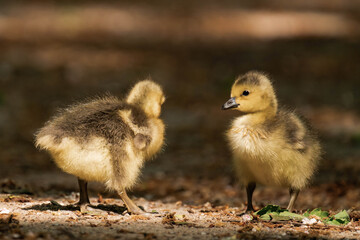 Canada geeslings in the grass during summer.