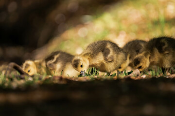 Canada geeslings in the grass during summer.
