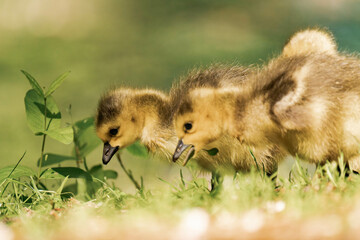 Canada geeslings in the grass during summer.