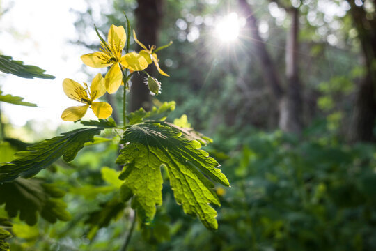 Grosses Sch&ouml;llkraut, Schellkraut (Chelidonium majus)