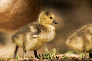 Canada geesling in the grass during summer.