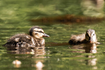 Mallard ducklings swimming on a lake in the sunlight.