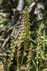 Ohnhorn (Orchis anthropophora, Syn. Aceras anthropophorum)