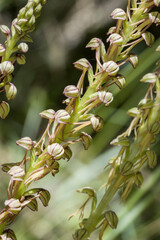 Ohnhorn (Orchis anthropophora, Syn. Aceras anthropophorum)