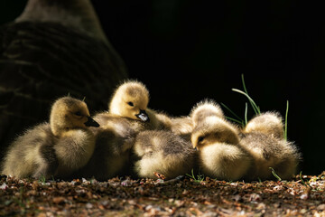 Canada geesling cuddling in the grass during summer.