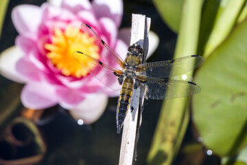 Vierfleck (Libellula quadrimaculata) am Seerosenteich