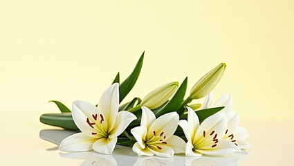 Obraz premium white tulips on yellow background