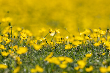Pretty buttercups blooming in a meadow in the South Downs, with selective focus
