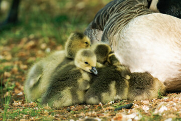 Canada geesling cuddling with their mother in the grass during summer.