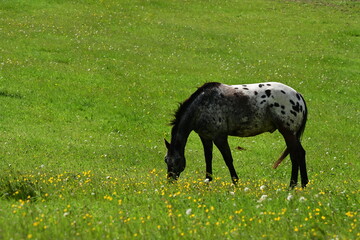 Appaloosa beim Grasen auf der Wiese