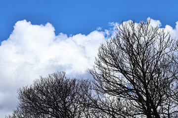 Blue sky with soft clouds above green treetops. A peaceful natural landscape that captures the freshness and beauty of a clear day in the outdoors, perfect for backgrounds or relaxation themes.