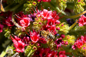 Fototapeta premium Echium wildpretii, Wildpret's Viper's Bug beautiful pink bloom. Echium wildpretii subsp. trichosiphon, Tajinaste rojo red bugloss outdoor nature blooming close-up Photo