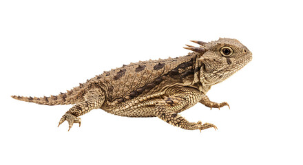 Naklejka premium Detailed portrait of a thorny devil lizard, showcasing its unique, spiny skin and intricate texture.