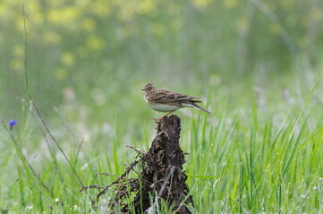 Obraz premium Eurasian skylark. Alauda arvensis