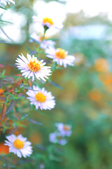 Wildflowers in the meadow. Colorful photo. Close-up of daisies. Soft bokeh. Selective focus. Postcard. Wallpaper. Poster. Greeting