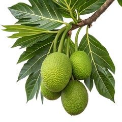 Fresh Green Breadfruit on a Branch with Broad Leaves Isolated on White