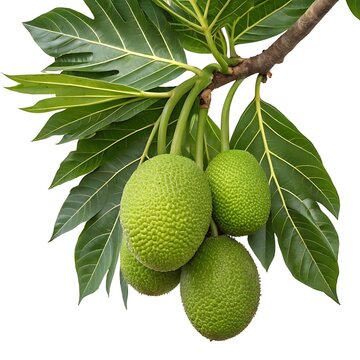Fresh Green Breadfruit on a Branch with Broad Leaves Isolated on White