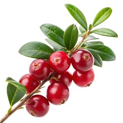 Closeup of a twig with fresh red cranberries and vibrant green leaves