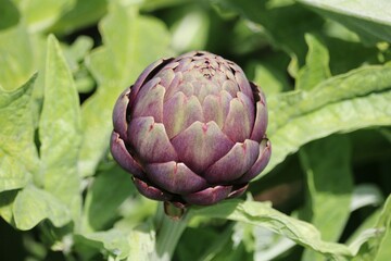Artichaut