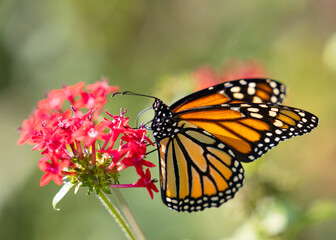 A bright beautiful orange and black monarch butterfly feeds on red flowers in the garden.  