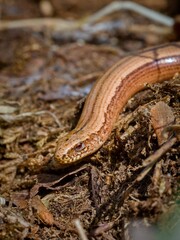 Slow worm (Anguis fragilis). Several views of a nice specimen of this reptile.