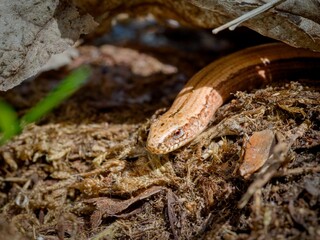 Slow worm (Anguis fragilis). Several views of a nice specimen of this reptile.