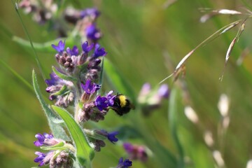  Garden bumblebee on common Bugloss in strong Winds