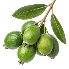 Feijoa Fruit Branch Displaying Several Fresh Fruits and Green Leaves