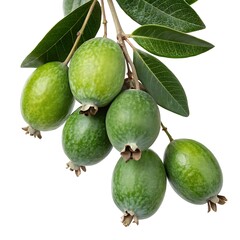 Close up of feijoa fruits with leaves on a branch against white