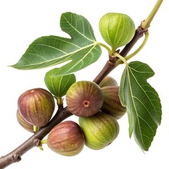Fresh Figs on a Branch with Green Leaves Isolated on White Background