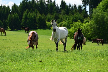 Kleine Pferdeherde auf der Weide im Frühling