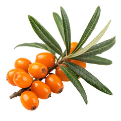 branch of rowan