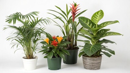 Obraz premium flower in flowerpot