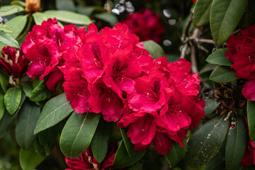Rhododendron Bush Close-up 5