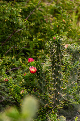 Austrocylindropuntia cylindrica pertenece a la familia de Cactaceae.